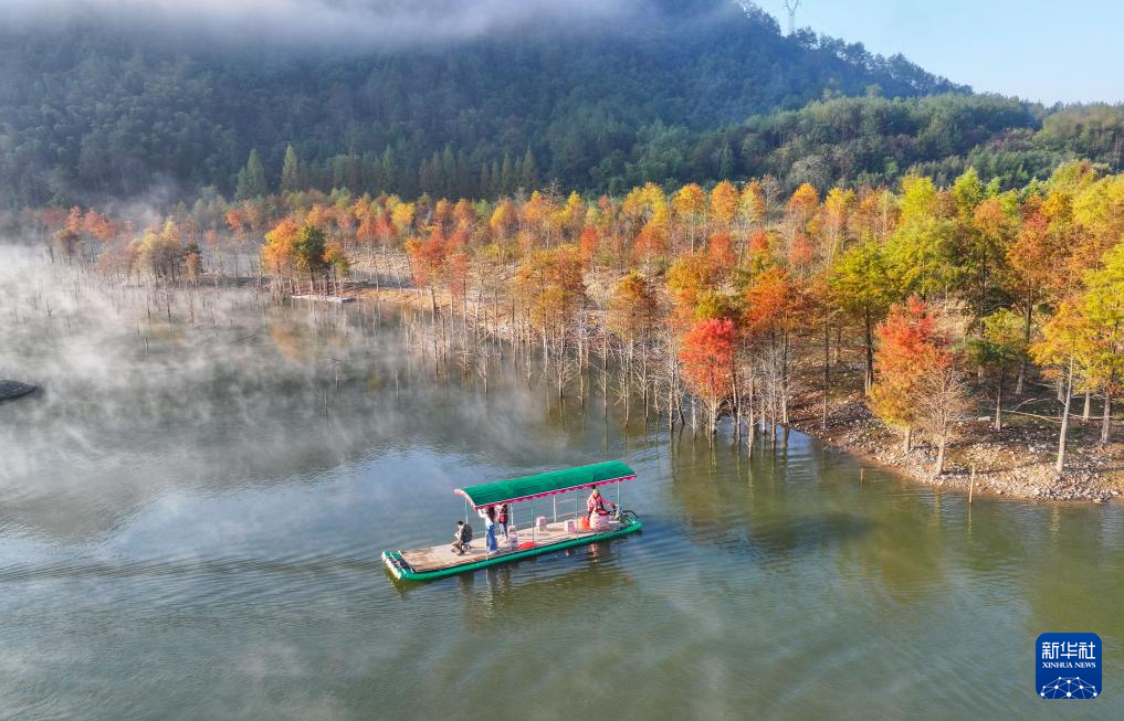 安徽寧國：多彩紅杉林